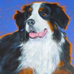 bernese mountain dog painting